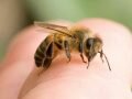 Как снять отек от укуса пчелы